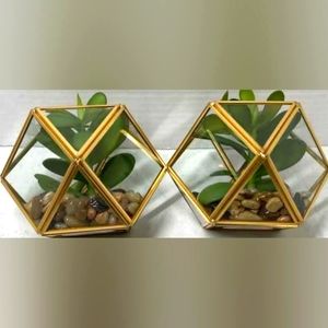 NEW! 🍃  OPALHOUSE SUCCULENT PLANTS!